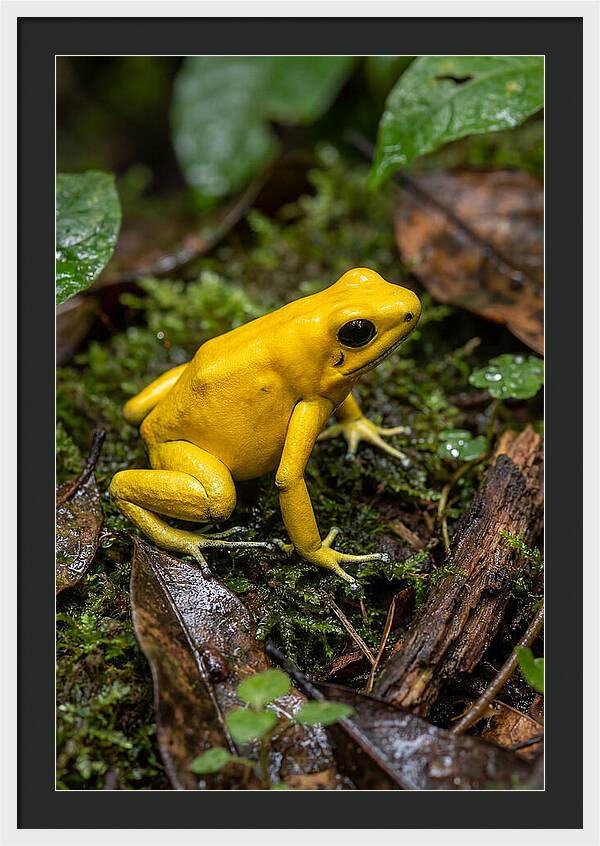 Golden Poison Dart Frog