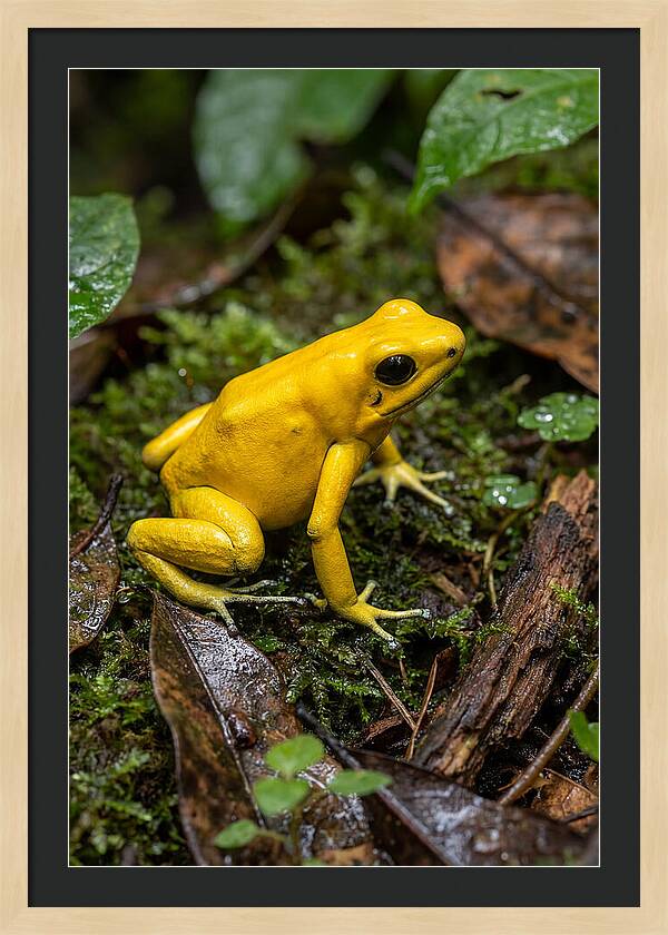Golden Poison Dart Frog