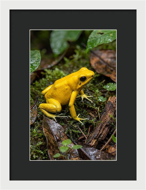 Golden Poison Dart Frog