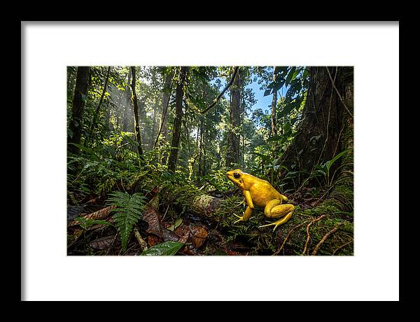 Golden Poison Dart Frog In Lush Jungle