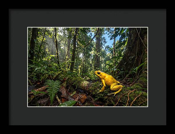 Golden Poison Dart Frog In Lush Jungle
