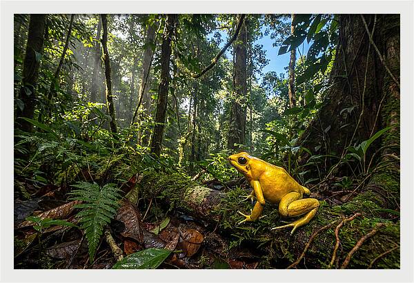 Golden Poison Dart Frog In Lush Jungle