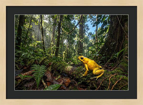 Golden Poison Dart Frog In Lush Jungle