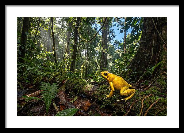 Golden Poison Dart Frog In Lush Jungle