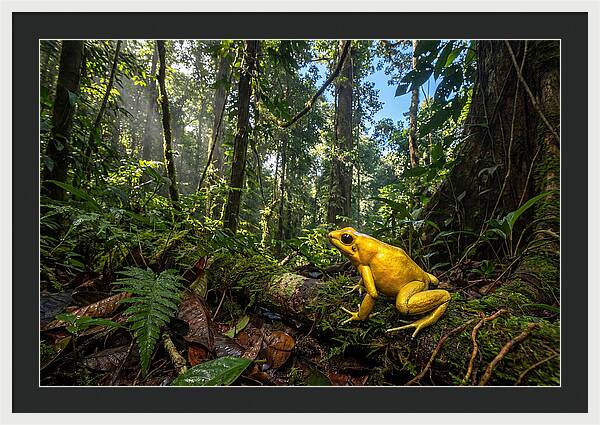 Golden Poison Dart Frog In Lush Jungle