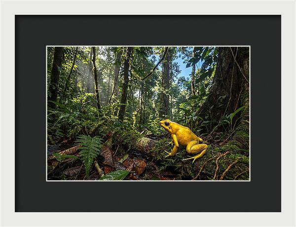 Golden Poison Dart Frog In Lush Jungle