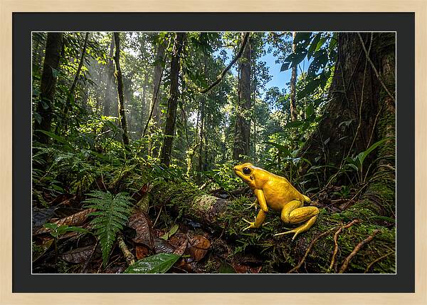 Golden Poison Dart Frog In Lush Jungle