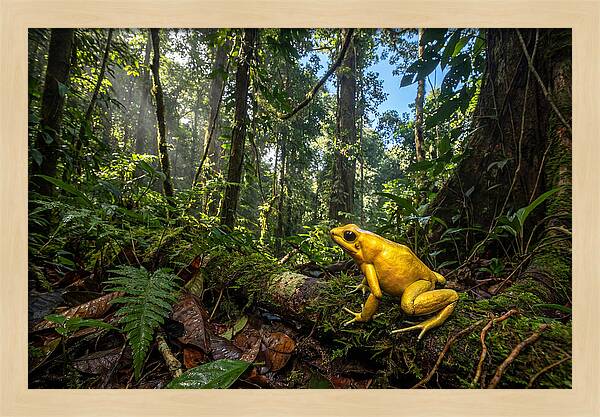 Golden Poison Dart Frog In Lush Jungle