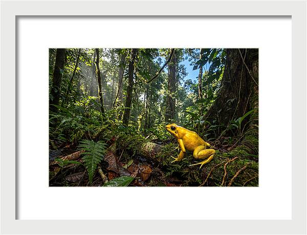Golden Poison Dart Frog In Lush Jungle