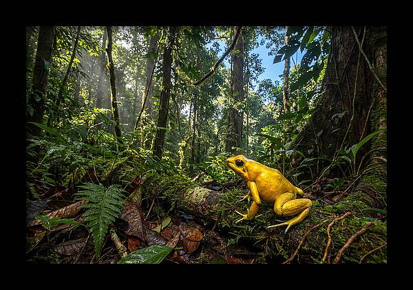 Golden Poison Dart Frog In Lush Jungle