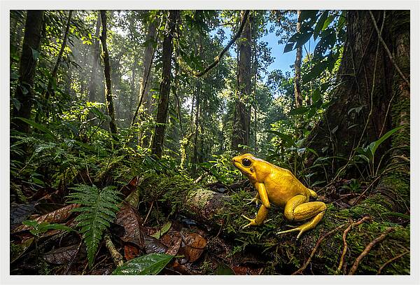 Golden Poison Dart Frog In Lush Jungle