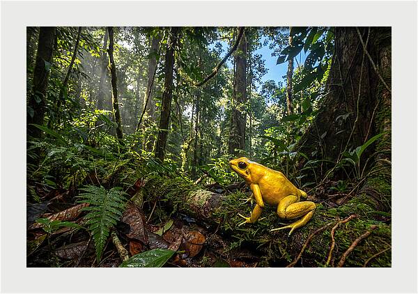 Golden Poison Dart Frog In Lush Jungle