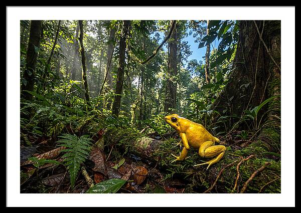 Golden Poison Dart Frog In Lush Jungle