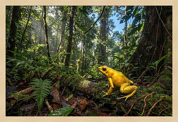 Golden Poison Dart Frog In Lush Jungle