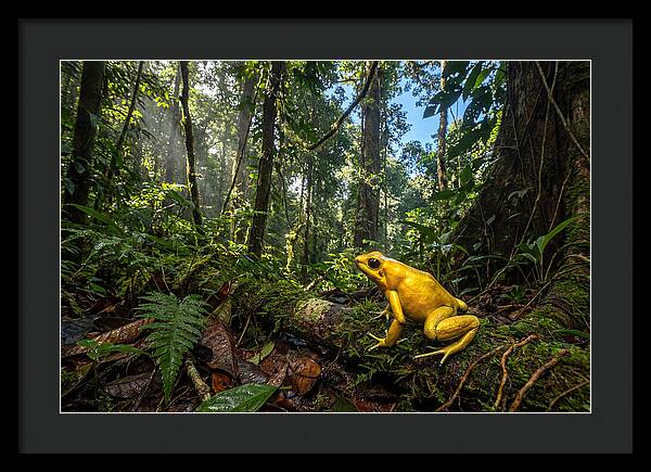 Golden Poison Dart Frog In Lush Jungle