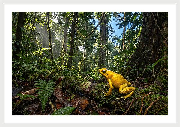 Golden Poison Dart Frog In Lush Jungle