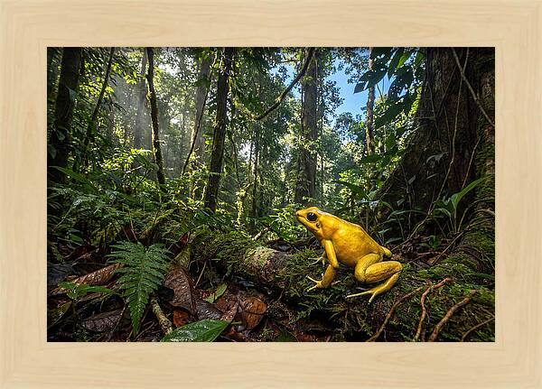 Golden Poison Dart Frog In Lush Jungle