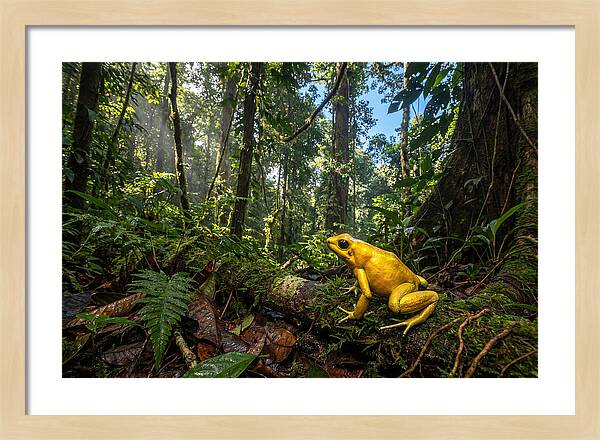 Golden Poison Dart Frog In Lush Jungle