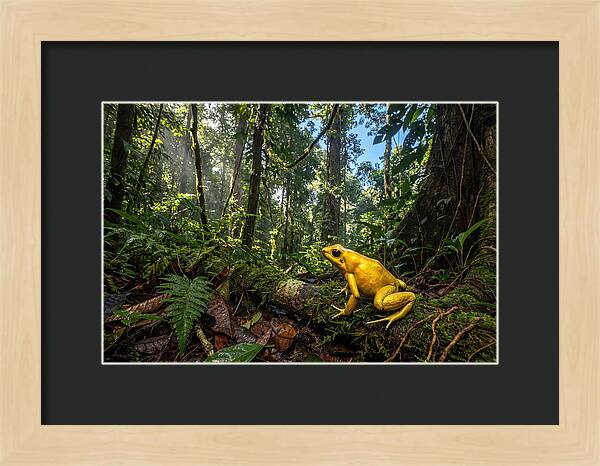 Golden Poison Dart Frog In Lush Jungle