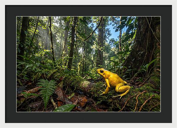 Golden Poison Dart Frog In Lush Jungle