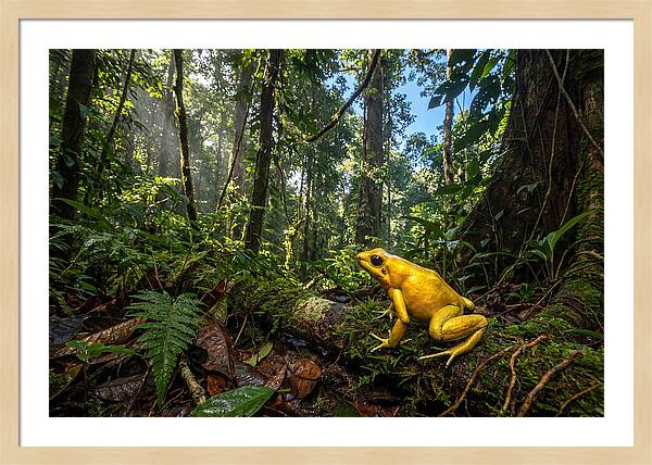 Golden Poison Dart Frog In Lush Jungle