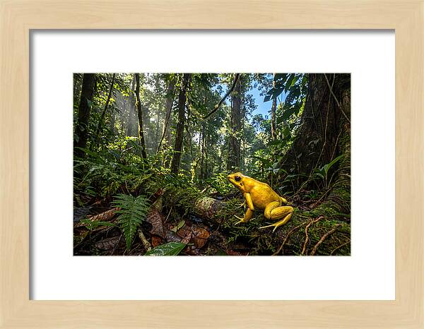 Golden Poison Dart Frog In Lush Jungle