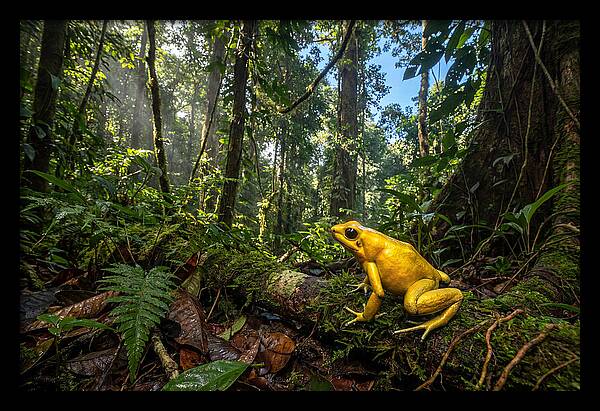 Golden Poison Dart Frog In Lush Jungle