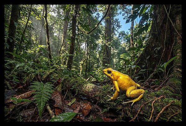 Golden Poison Dart Frog In Lush Jungle