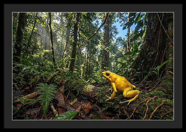 Golden Poison Dart Frog In Lush Jungle