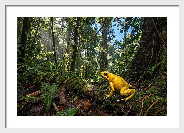 Golden Poison Dart Frog In Lush Jungle