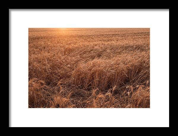 Golden Wheat Field In Breeze