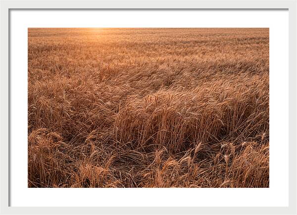 Golden Wheat Field In Breeze