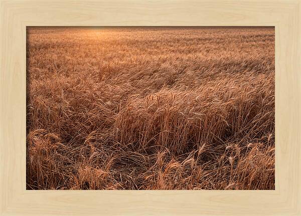 Golden Wheat Field In Breeze