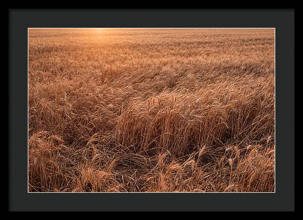 Golden Wheat Field In Breeze