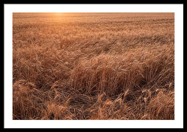 Golden Wheat Field In Breeze