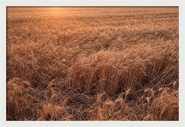 Golden Wheat Field In Breeze