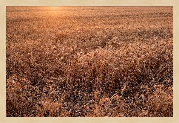 Golden Wheat Field In Breeze
