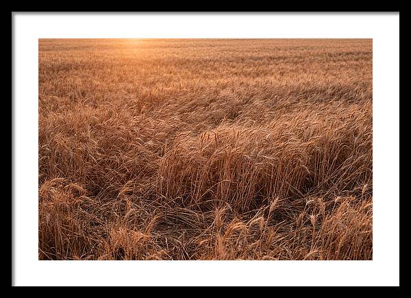 Golden Wheat Field In Breeze