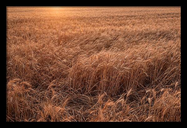Golden Wheat Field In Breeze
