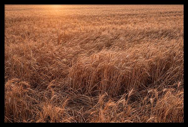 Golden Wheat Field In Breeze