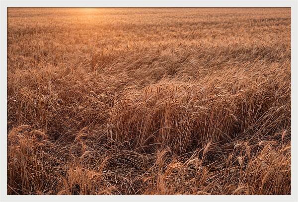 Golden Wheat Field In Breeze