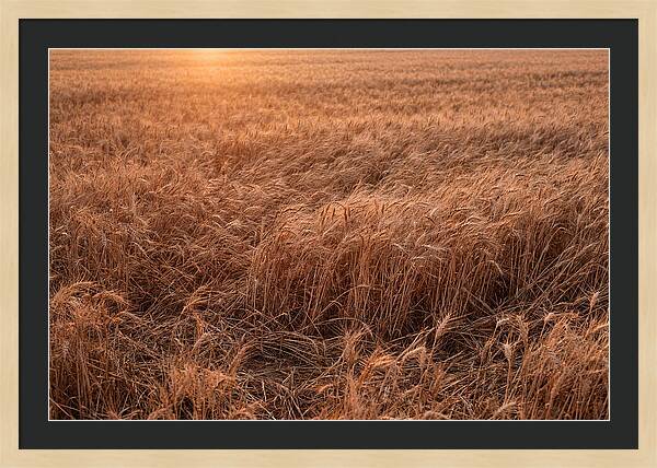 Golden Wheat Field In Breeze