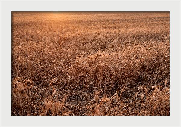 Golden Wheat Field In Breeze