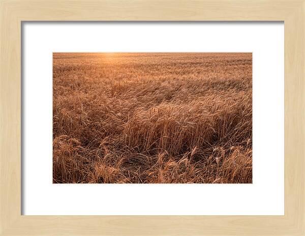 Golden Wheat Field In Breeze