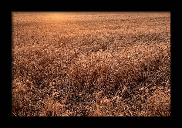 Golden Wheat Field In Breeze