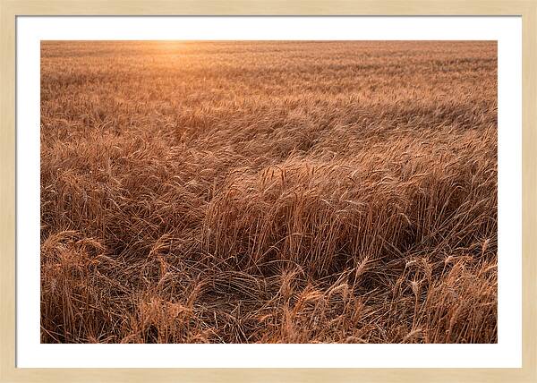 Golden Wheat Field In Breeze