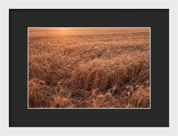 Golden Wheat Field In Breeze