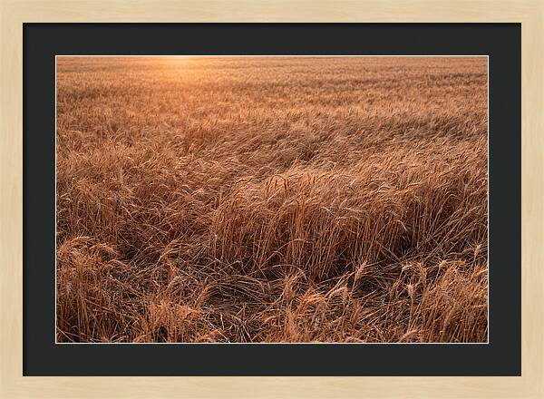 Golden Wheat Field In Breeze