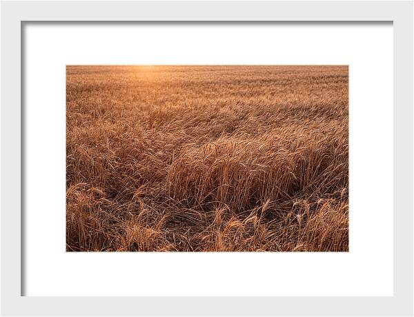 Golden Wheat Field In Breeze