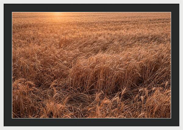 Golden Wheat Field In Breeze